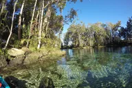 Crystal River Single Kayak Rental thumbnail 5