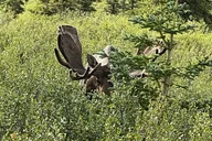 Fairbanks Arctic Circle Day Tour thumbnail 6