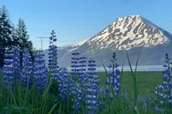 Anchorage to Seward Transport Tour thumbnail 4