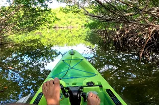 Bradenton Pedal Kayak Mangrove Tunnel Tour