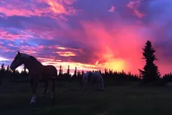Healy Horse-Drawn Wagon Ride with Dining 3 hr thumbnail 3