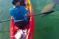 Sarasota Mangrove Kayak Tour to Hidden Beach thumbnail 2