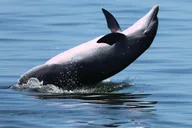 Pensacola Powerboat Dolphin Cruise with Beach Stop thumbnail 6