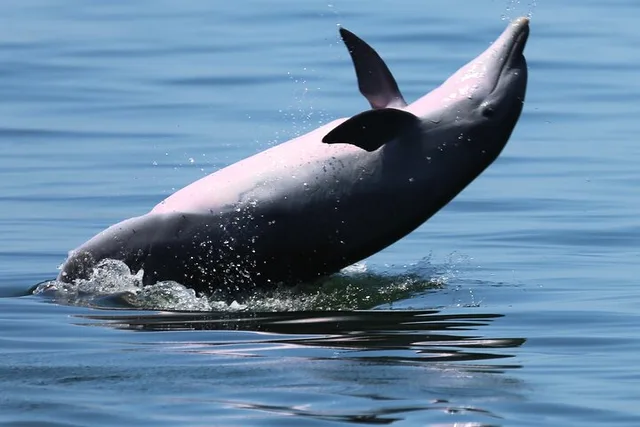 Pensacola Powerboat Dolphin Cruise with Beach Stop - Image 6