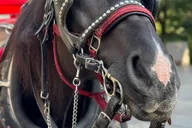 New York City Central Park Horse-Drawn Carriage Tour thumbnail 2