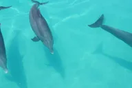 Key West Dolphin Watch and Sunset Sail thumbnail 3