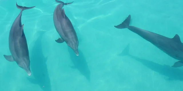 Key West Dolphin Watch and Sunset Sail - Image 3