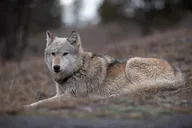 Yellowstone Wildlife Tour thumbnail 4