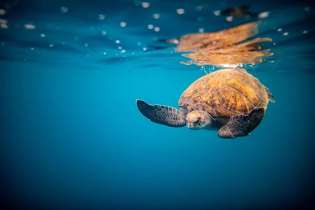 Oahu Snorkeling Tour in North Shore - Image 4