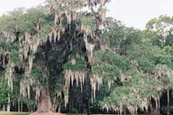 Charleston Drayton Hall Interpreter-Guided Tour 1 hr thumbnail 5