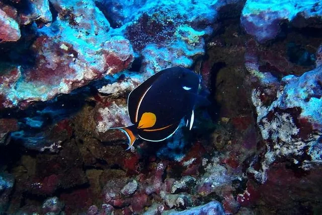 Hilo Introductory Scuba Dive - Image 3