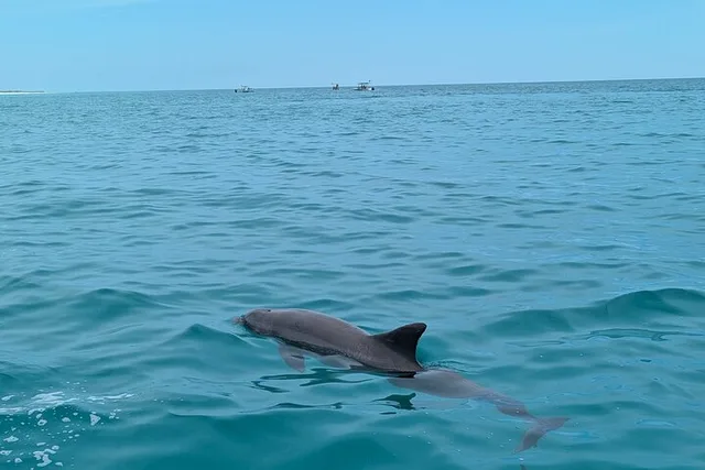 Panama City Beach Dolphin Sightseeing Tour 2 hr - Image 6
