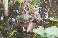 Miami Everglades Tour in French 4 hr thumbnail 4