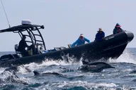 Oceanside Dolphin & Whale Watching Tour 2 hr thumbnail 3