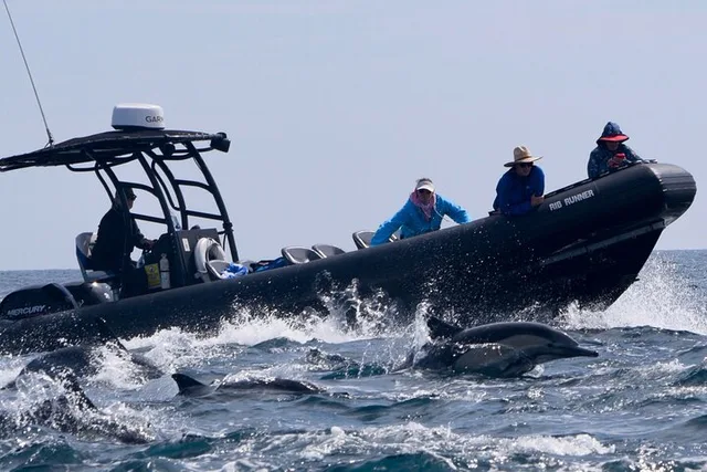 Oceanside Dolphin & Whale Watching Tour 2 hr - Image 3