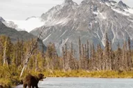 Anchorage Kenai Fjords & Denali National Park Tour 5 Days thumbnail 4