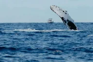 Waikoloa Whale Watching Tour thumbnail 4