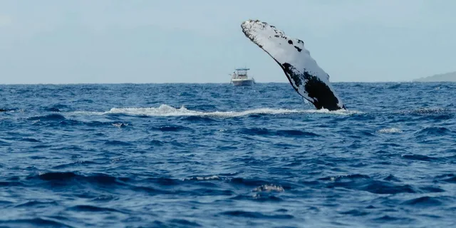Waikoloa Whale Watching Tour - Image 4