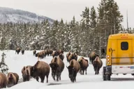 Jackson 4-Day Grand Teton & Yellowstone Winter Tour thumbnail 1