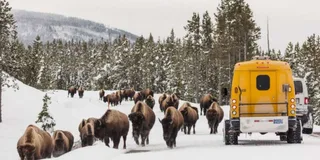 Jackson 4-Day Grand Teton & Yellowstone Winter Tour