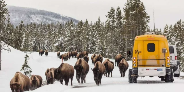 Jackson 4-Day Grand Teton & Yellowstone Winter Tour - Image 1