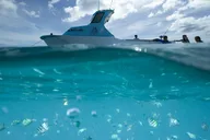 Honolulu Kayak, Snorkel, and Surf with Turtles thumbnail 1