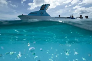 Honolulu Kayak, Snorkel, and Surf with Turtles