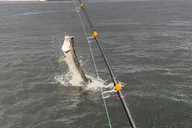 Ft. Lauderdale Tarpon & Snook Fishing Charter 4 hr thumbnail 5
