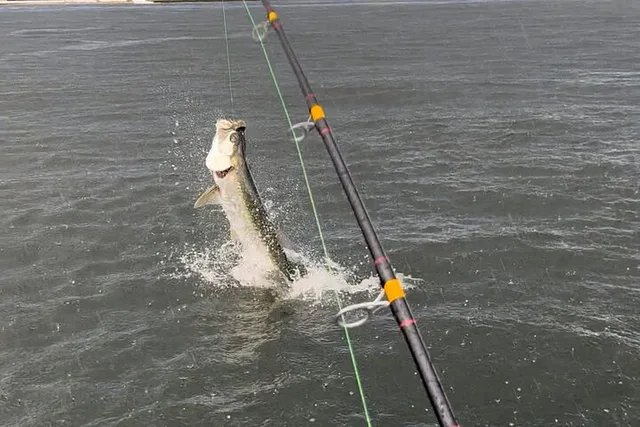 Ft. Lauderdale Tarpon & Snook Fishing Charter 4 hr - Image 5