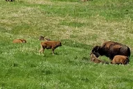 Mount Rushmore and Custer State Park Private Tour thumbnail 5