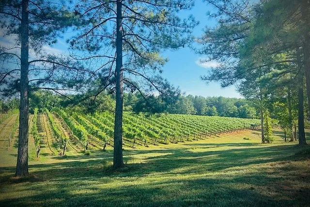 Asheville Private Wine Tour - Image 3