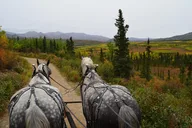 Healy Horse-Drawn Wagon Ride with Dining 3 hr thumbnail 4