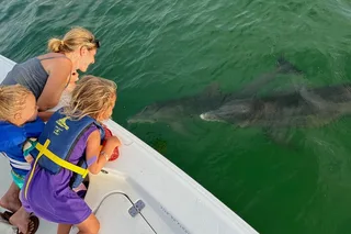 St. Petersburg Dolphin Watching and Island Excursion