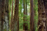 San Francisco Muir Woods and Sausalito Tour thumbnail 2