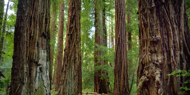 San Francisco Muir Woods and Sausalito Tour - Image 2
