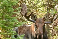 Estes Park Rocky Mountain National Park Tour thumbnail 4