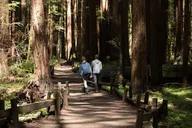 San Francisco Redwoods & California Coast Day Trip thumbnail 2