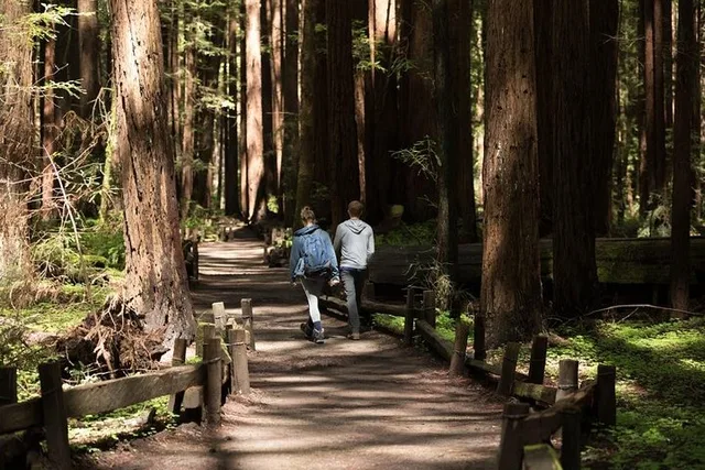San Francisco Redwoods & California Coast Day Trip - Image 2