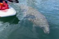Crystal River Paddle Board Rental 4 Hr thumbnail 3