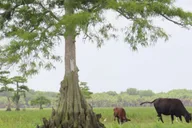 Cape Canaveral Airboat Wildlife Tour with Gator Encounter 3.5 hr thumbnail 5