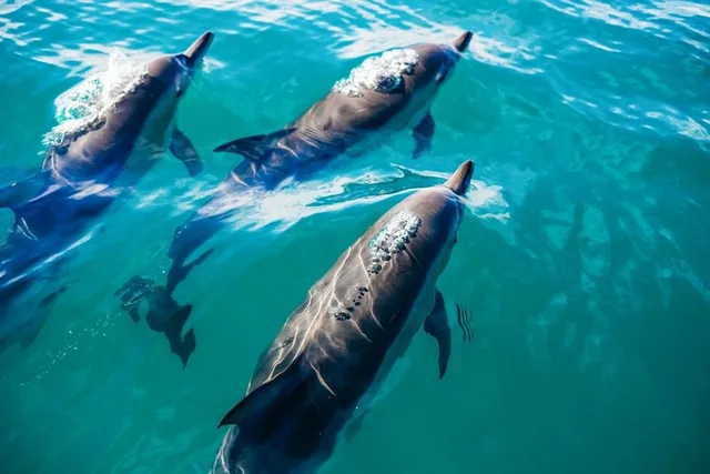Key West Dolphin Watching and Snorkeling Cruise - Image 1