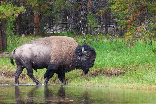 Cody Yellowstone National Park Day Tour - Image 3