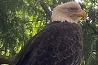 Ketchikan Attractions Tour thumbnail 3