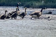 Nashville Old Hickory Lake Clear Kayak Wildlife Tour 2.5 hr thumbnail 6