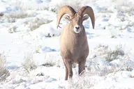 Jackson Hole Winter Wildlife Tour thumbnail 1