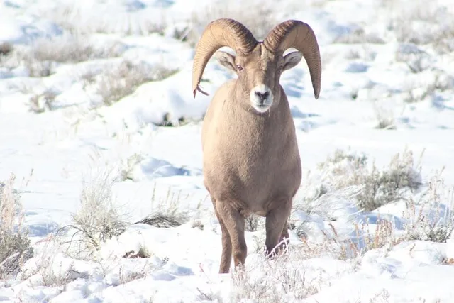 Jackson Hole Winter Wildlife Tour - Image 1