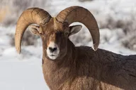 Jackson Hole Wildlife Safari Tour thumbnail 5