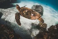 Maui Molokini Snorkel Excursion thumbnail 5