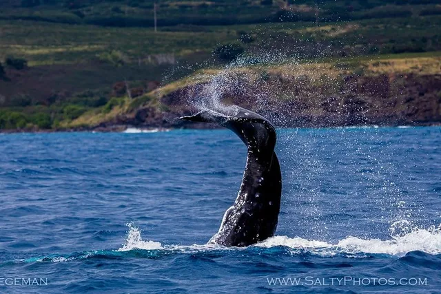 Kauai Whale and Dolphin Zodiac Boat Adventure - Image 6