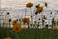 Martha's Vineyard Island Tour with Edgartown Stop thumbnail 4